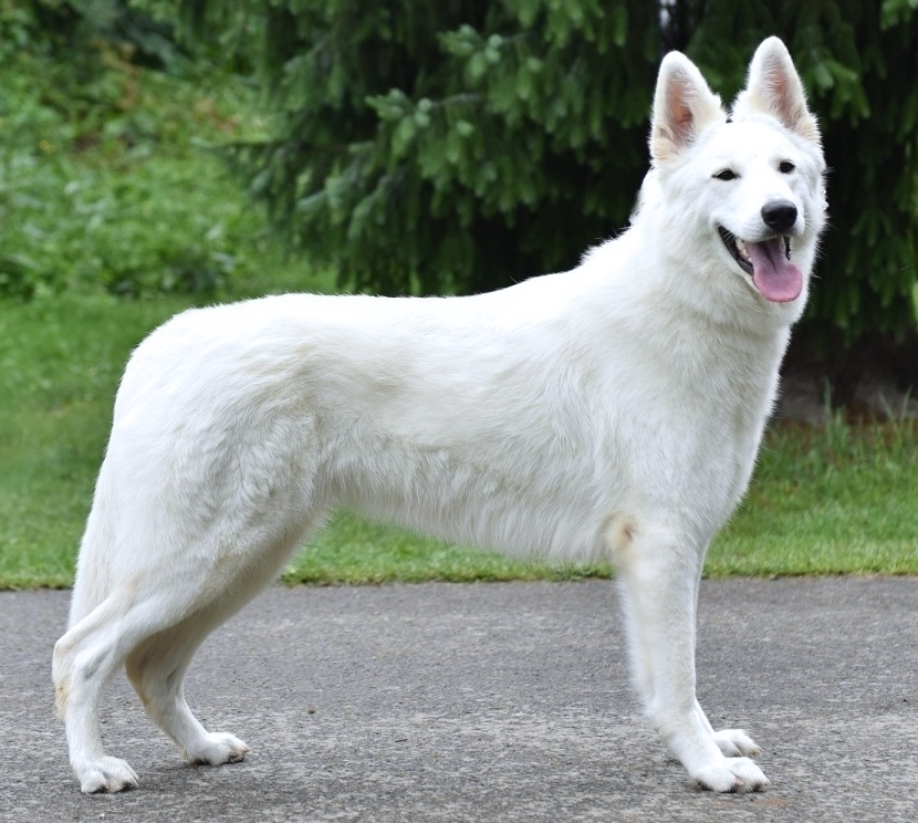 HIRRA