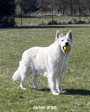 aa8